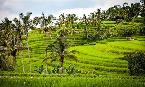 Sawah Terasering Jatiluwih Bali