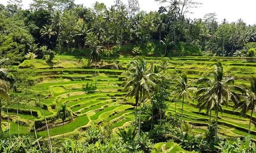 Sawah terasering Tegalalang Bali